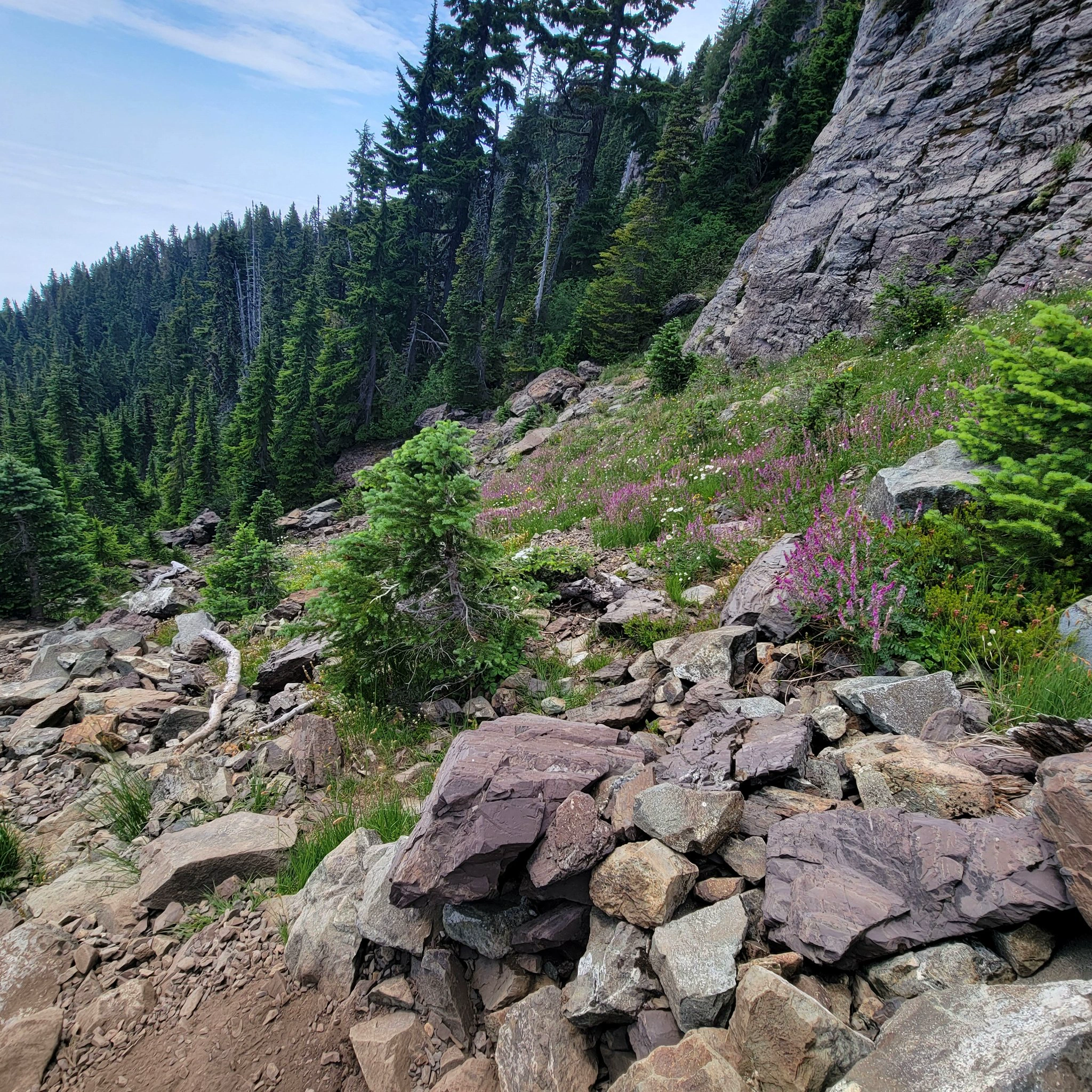 Forest hiking trail